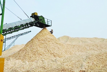 Xuất khẩu dăm gỗ: Đứng đầu thế giới nhưng không “cầm trịch”