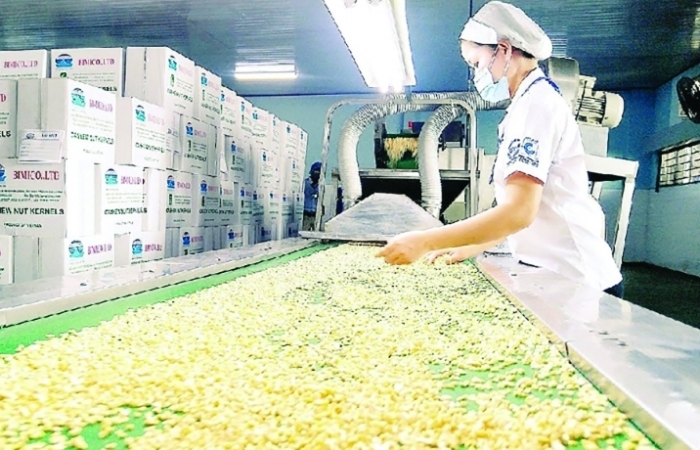 Xuất khẩu điều nhân giảm sâu trong cả quý 3