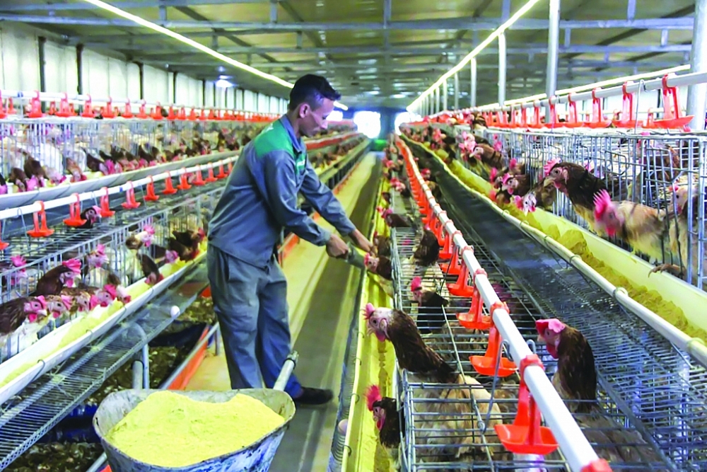 Giá thức ăn chăn nuôi tăng cao thời gian qua gây không ít khó khăn cho các hộ chăn nuôi gia cầm. 	 Ảnh: N.Thanh