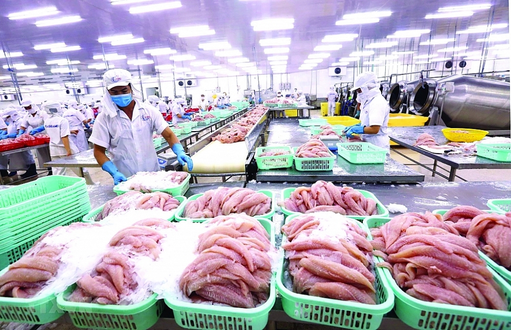 Chế biến cá tra xuất khẩu tại Công ty Cổ phần xuất nhập khẩu thủy sản Cần Thơ.  Ảnh: TTXVN