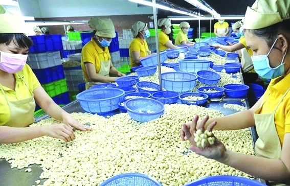 Khó khăn bủa vây, ngành điều hạ mục tiêu xuất khẩu
