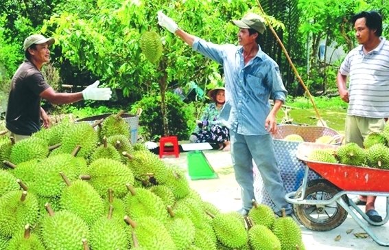 Xuất khẩu sầu riêng sang Trung Quốc: Chất lượng quyết định thành công