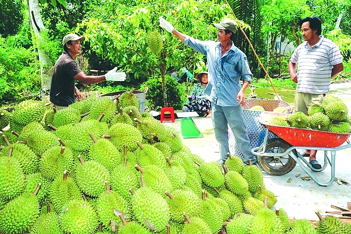 Các DN có thể lên kế hoạch để XK sầu riêng ở mọi thời điểm sang Trung Quốc. 	Ảnh: ST