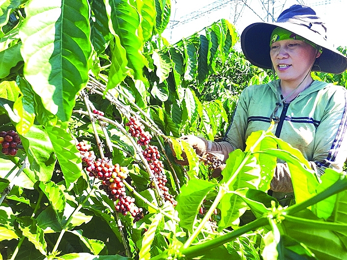 Cà phê là mặt hàng điển hình được đánh giá còn nhiều dư địa thúc đẩy XK sang thị trường Algeria. Ảnh: N.Thanh Cà phê là mặt hàng điển hình được đánh giá còn nhiều dư địa thúc đẩy XK sang thị trường Algeria. Ảnh: N.Thanh