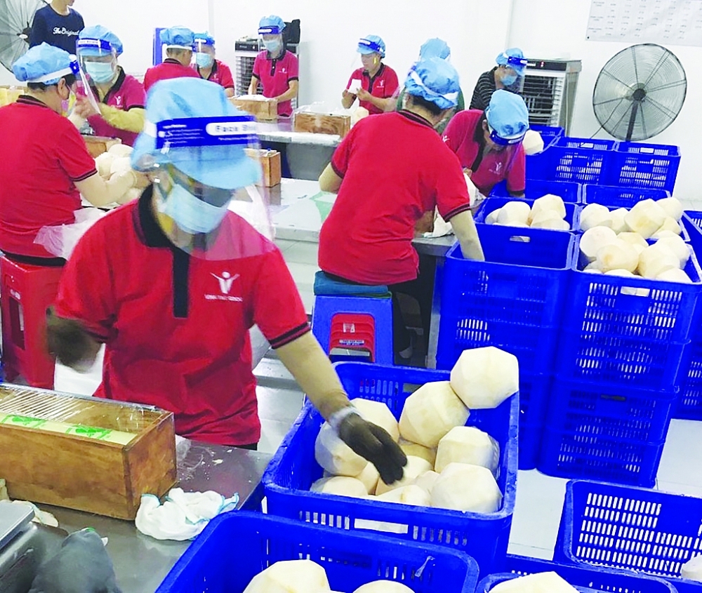 Công suất thu hoạch, sơ chế của Vina T&T hiện chỉ bằng 20-30% so với điều kiện bình thường.  Ảnh: DN cung cấp