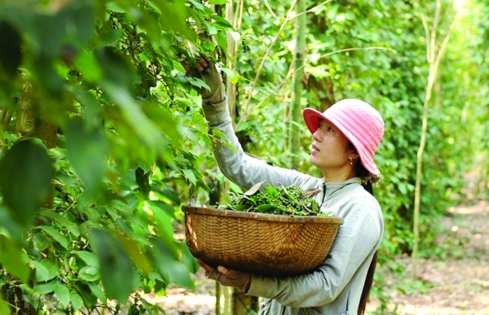 Xuất khẩu hồ tiêu: Khó khăn “vắt” cả sang năm 2023