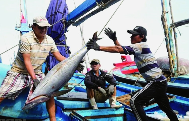 Chưa gỡ được nút thắt, doanh nghiệp xuất khẩu cá ngừ vẫn gặp khó