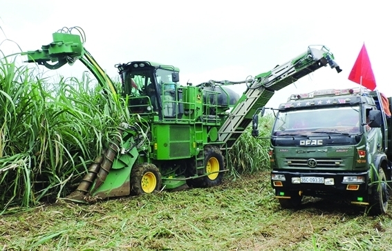 Đường Thái “đè bẹp” đường nội
