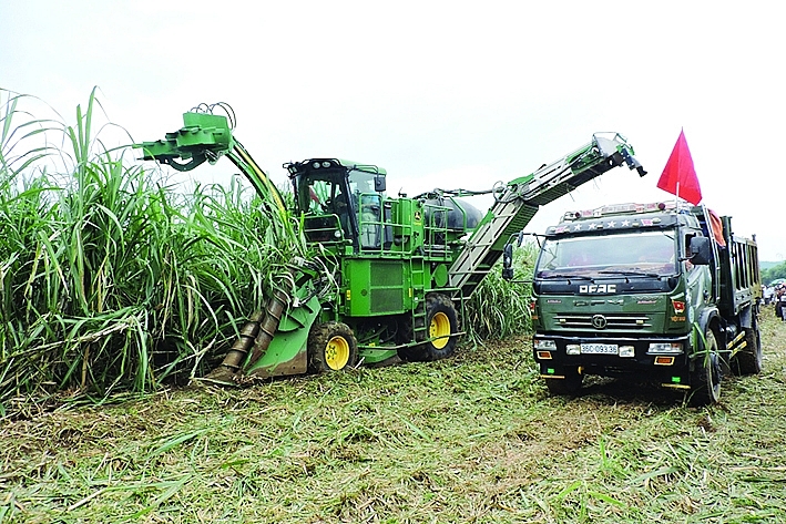 Để phát triển trong tình hình mới, ngành mía đường cần phải cơ cấu lại, nâng cao năng suất, đầu tư hiệu quả giảm giá thành. 	 Ảnh: N.Thanh