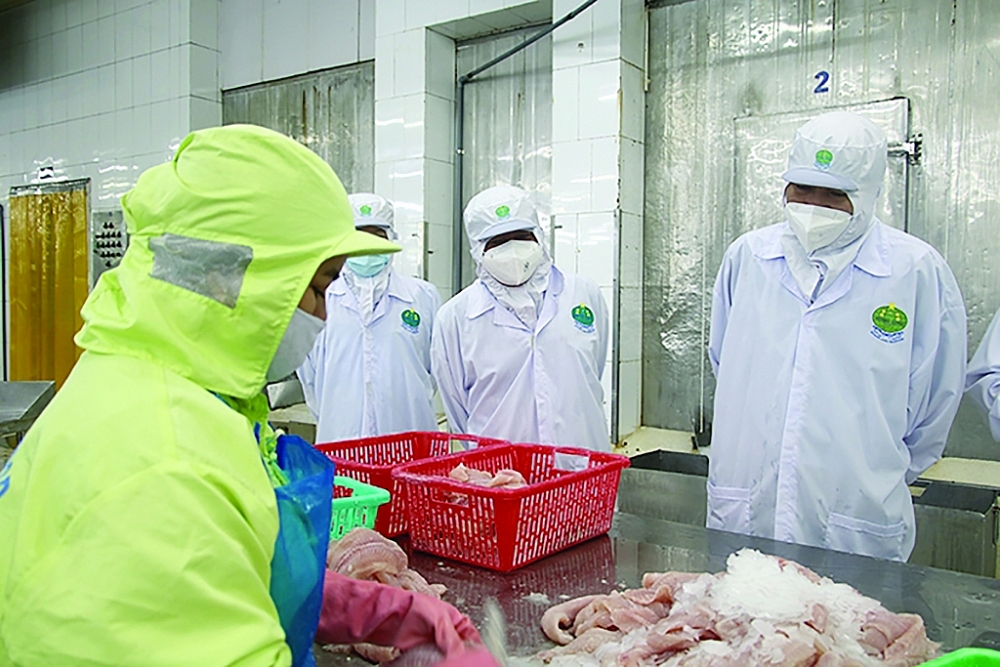 Chế biến cá tra xuất khẩu tại Đồng Tháp. 	Ảnh: K.O