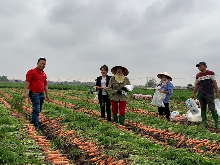 big c thu mua 100 tan ca rot cua tinh hai duong