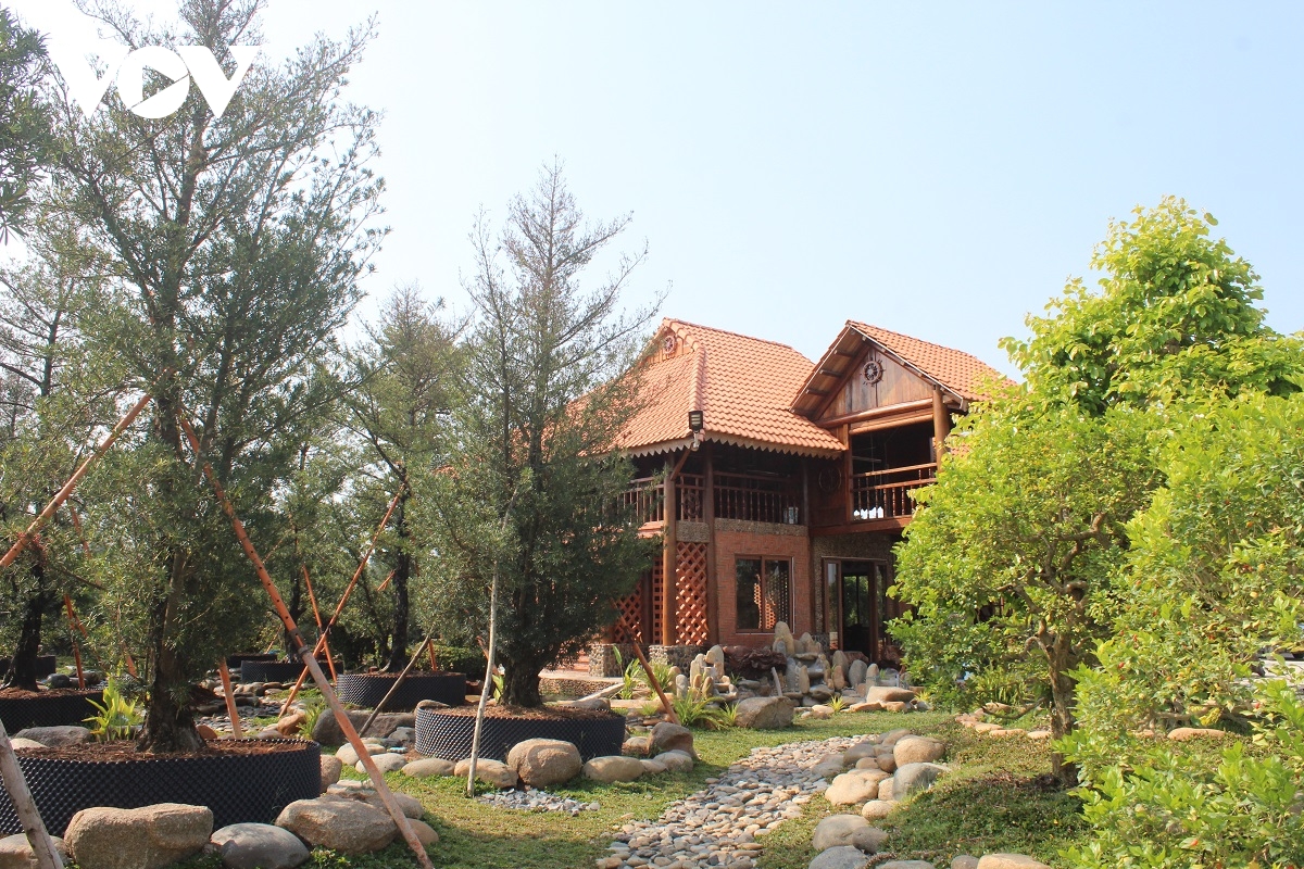 Cây cổ thụ giá tỷ đồng ở trang trại cây kiểng lớn nhất miền Tây