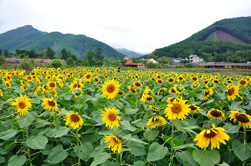 ngan ngo voi huong duong o thien duong hoa quang la