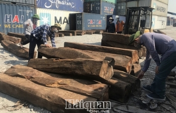 Doanh nghiệp “ma” nhập lậu 50 container gỗ quý?