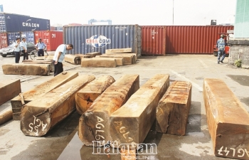 Chặn vụ xuất lậu gỗ gian lận thuế
