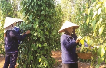 30 năm nữa ngành hồ tiêu vẫn chưa cân đối cung-cầu