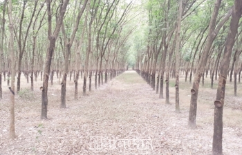 Khoác “áo mới” cho ngành cao su