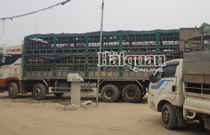 Tự ý tiêu thụ 400 con lợn nhập khẩu chưa qua kiểm dịch, một DN bị Hải quan khởi tố