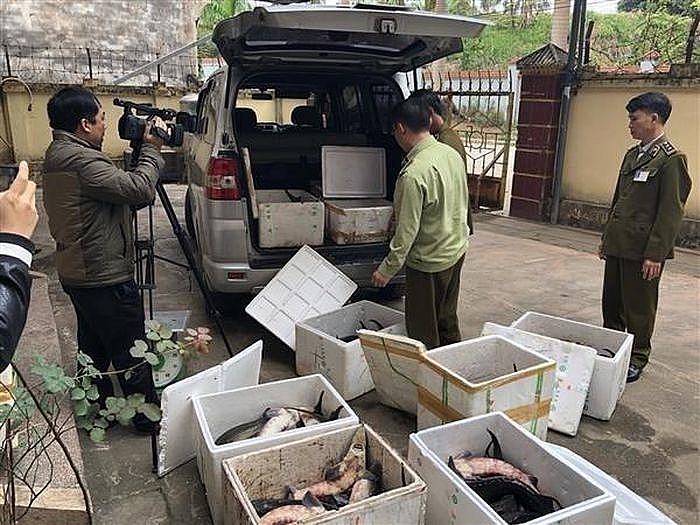 Kiểm soát chặt cá tầm nhập khẩu ngay tại biên giới