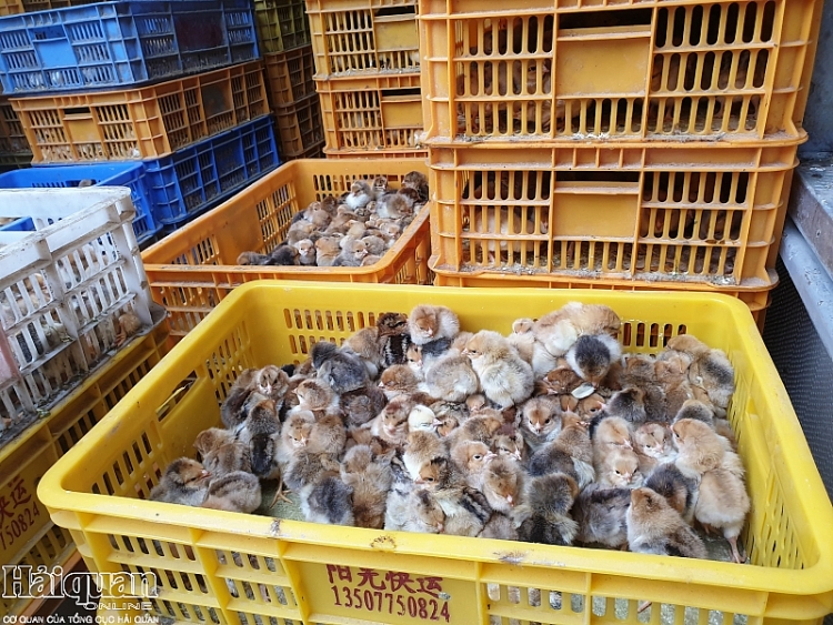 van chuyen thue 15000 con ga giong nhap lau de nhan 1 trieu dong