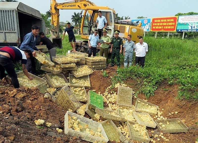 bat giu xe tai cho 8000 con ga giong khong ro nguon goc