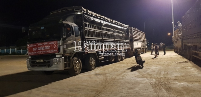 Lô lợn thịt thứ hai nhập khẩu qua cửa khẩu Lao Bảo