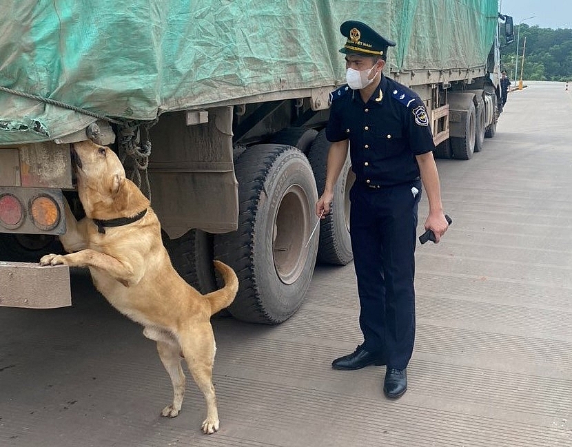 Hải quan Móng Cái sử dụng chó nghiệp vụ để kiểm tra, kiểm soát phương tiện vận tải hàng hóa xuất nhập khẩu.