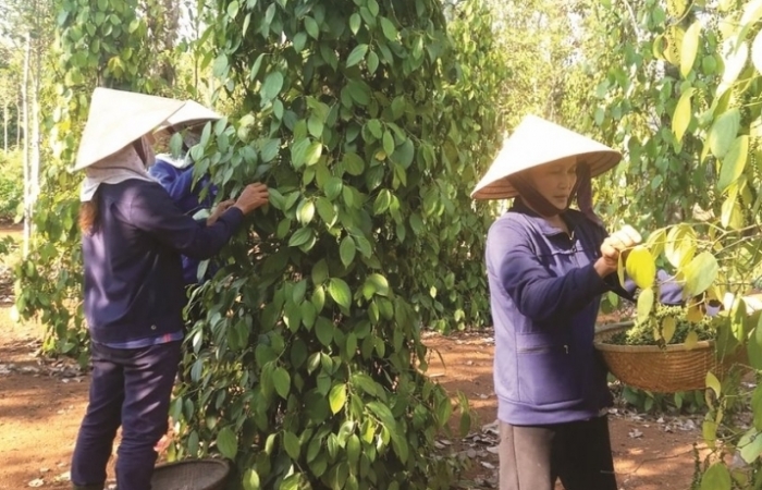 Hải quan đưa mặt hàng hồ tiêu ra khỏi danh mục áp dụng phân luồng Vàng