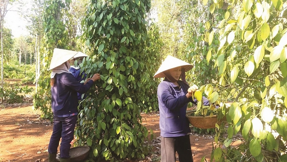 Doanh nghiệp xuất khẩu hồ tiêu chủ yếu chỉ đăng ký xuất nhập khẩu theo dạng hàng hóa nông sản. Ảnh: ST