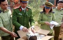 phat hien 3 vu kinh doanh bugi gia nhan hieu ngk