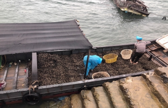 Thu giữ 75.000 con hàu giống nhập lậu từ Trung Quốc