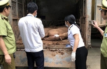 Không có tình trạng xuất lậu lợn sang Trung Quốc