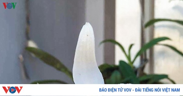 Giao dịch “khủng” về lan đột biến có tin được không?