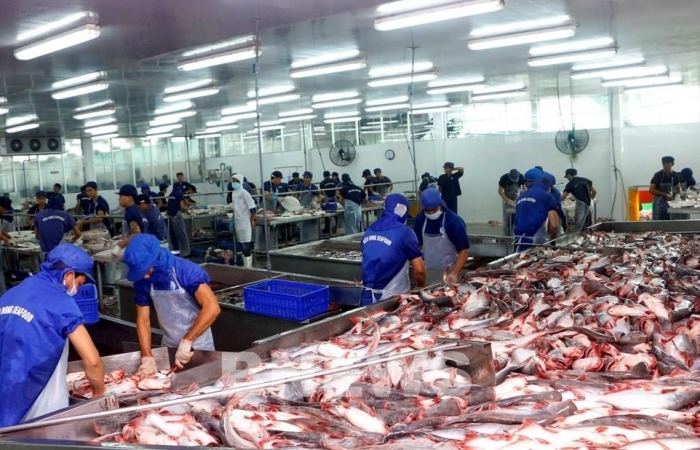 Cá tra xuất khẩu rộng đường sang Mỹ