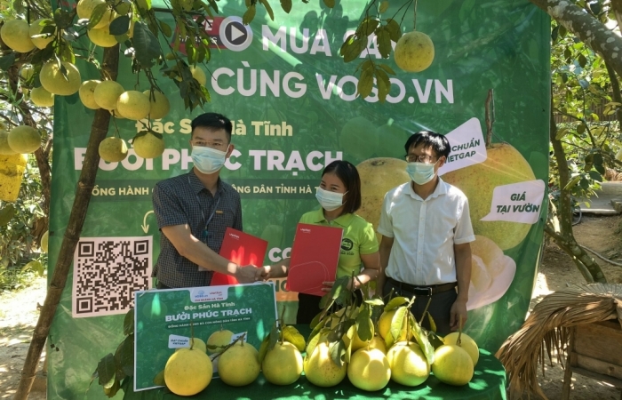 Viettel Post sẽ tiêu thụ 350 tấn bưởi Phúc Trạch qua Vỏ Sò
