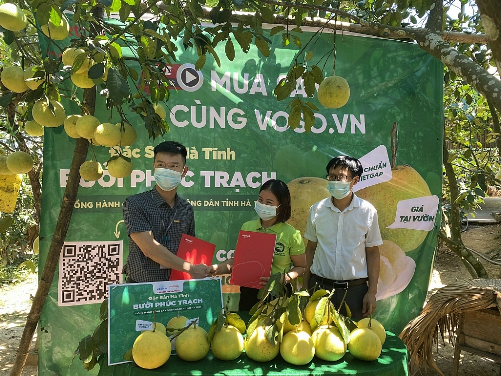 Viettel Post sẽ tiêu thụ 350 tấn bưởi Phúc Trạch qua Vỏ Sò Viettel Post sẽ tiêu thụ 350 tấn bưởi Phúc Trạch qua Vỏ Sò