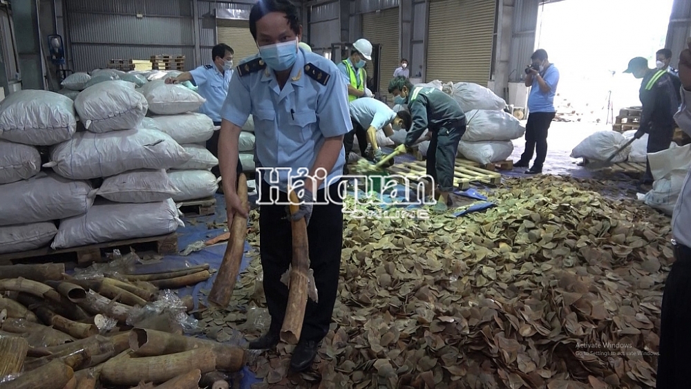 và rất đoạn, khối nghi ngà voi. Ảnh: Q.Sơn