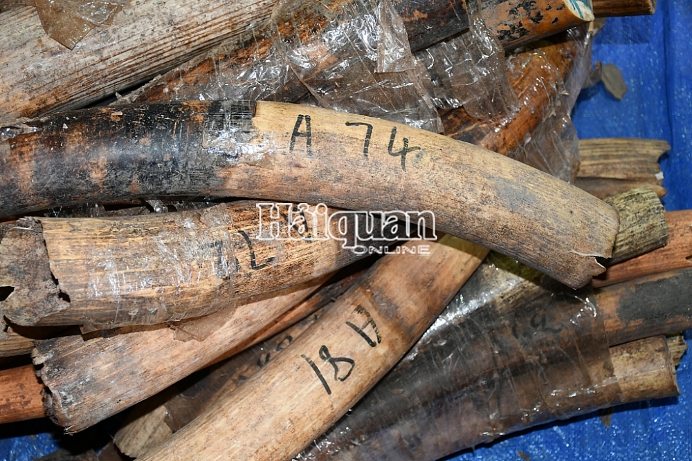 Cận cảnh những chiếc ngà. Ảnh: Q.Sơn