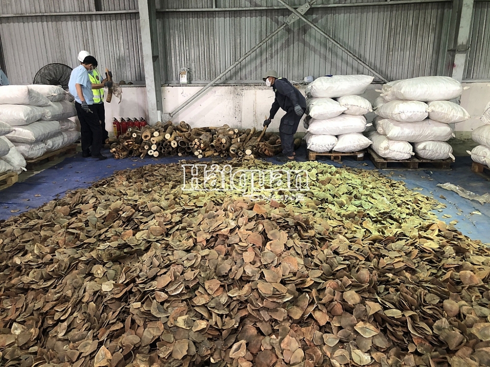 .... và 6,2 tấn nghi là vảy tê tê thuộc Danh mục CITES: Ảnh: Q.Sơn