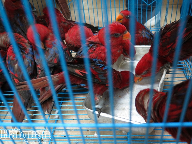 can canh nhung ca the vet lory do nhap khong phep ve san bay quoc te noi bai