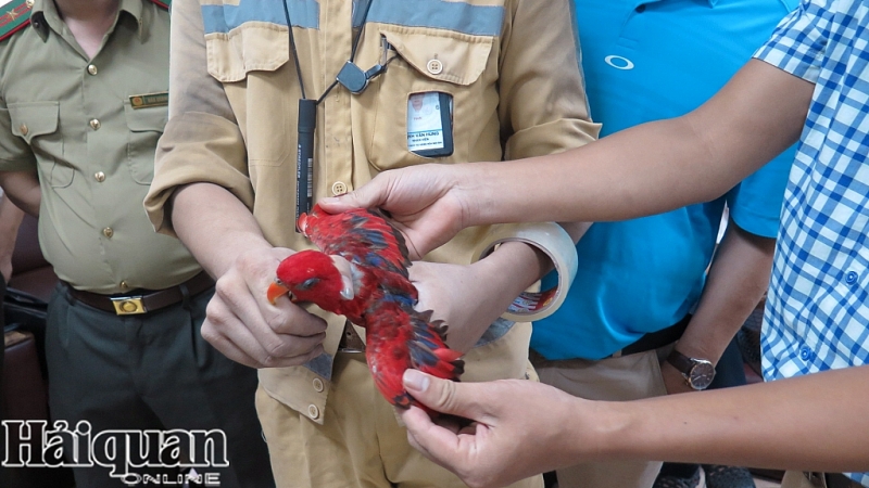 can canh nhung ca the vet lory do nhap khong phep ve san bay quoc te noi bai