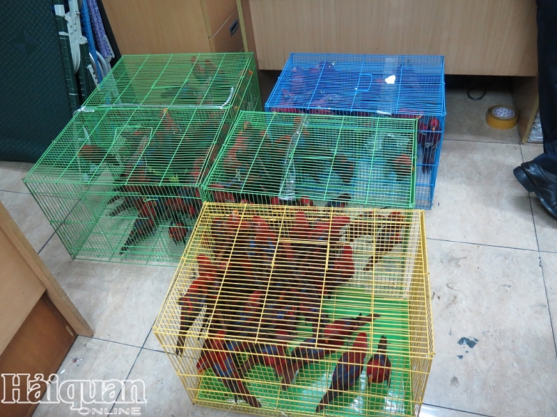 can canh nhung ca the vet lory do nhap khong phep ve san bay quoc te noi bai