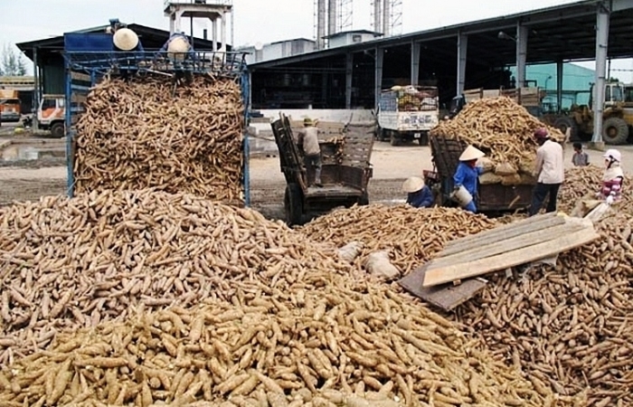 Việc thực hiện chống gian lận hoàn thuế giá trị gia tăng với xuất khẩu sắn đúng theo quy định pháp luật