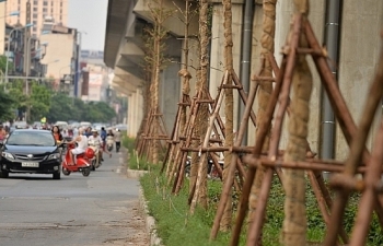 Hà Nội kiến nghị áp dụng cơ chế đặc thù trồng bổ sung 600.000 cây xanh