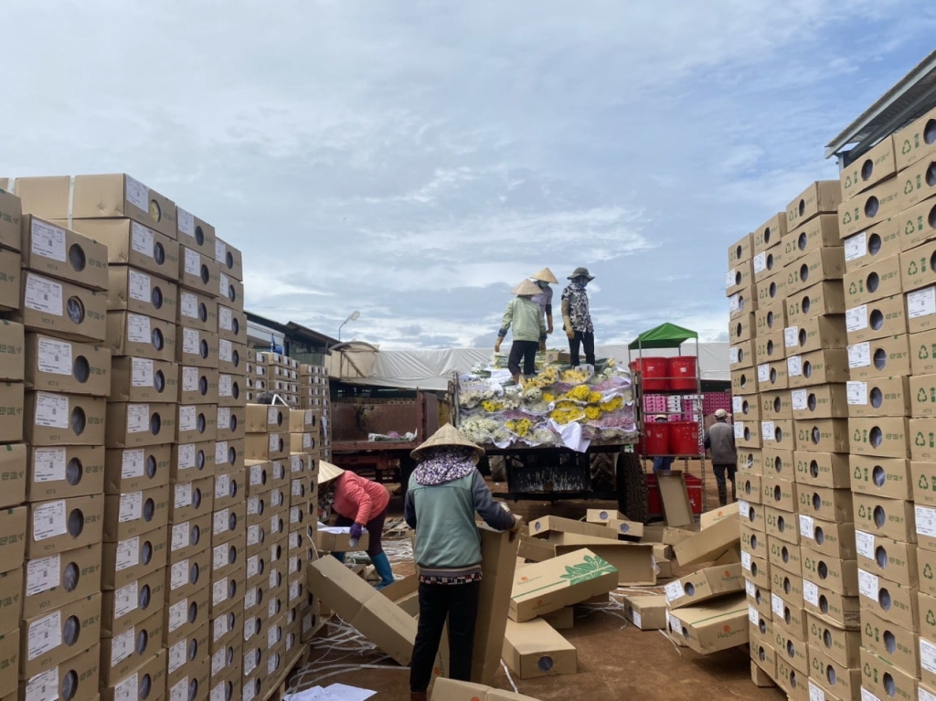 Công ty Đà Lạt Hasfarm đang tháo dỡ để tiêu hủy hoa cục và cẩm chướng chuẩn bị xuất khẩu sang Úc