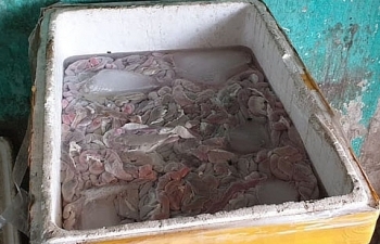 Phát hiện 300 kg lòng lợn bốc mùi hôi thối