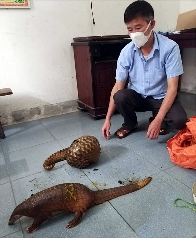 Đối tượng Hoàng Quốc Dũng và 2 cá thể tê tê bị thu giữ.