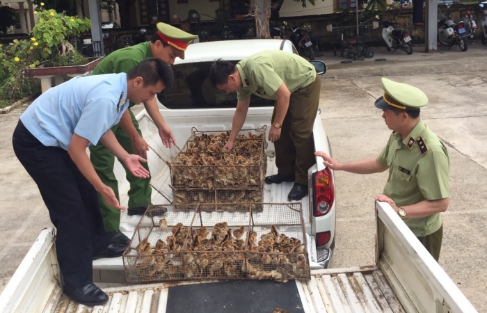 Lạng Sơn quyết liệt ngăn chặn vận chuyển trái phép gia cầm, sản phẩm gia cầm qua biên giới