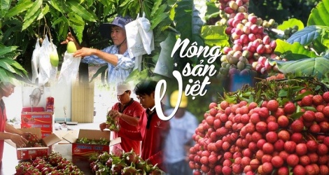 EU giảm một nửa số cảnh báo đối với nông sản xuất khẩu của Việt Nam EU giảm một nửa số cảnh báo đối với nông sản xuất khẩu của Việt Nam