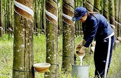 Tăng cả lượng và giá, xuất khẩu cao su "về đích" 2,38 tỷ USD